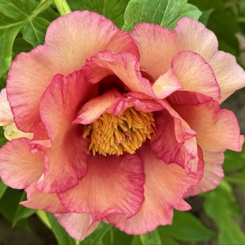 Adelman Peony Gardens - Nurseries & Gardening Near Me - Salem, Oregon