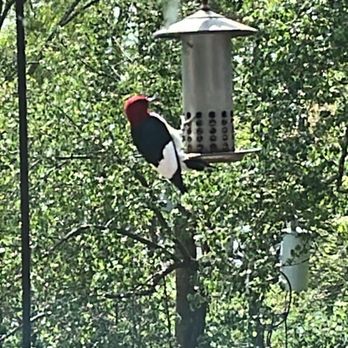 Wild Birds Unlimited - Red head woodpecker - Bird Shops Near Me - Hoover, Alabama Wild Birds Unlimited - Red head woodpecker - Bird Shops Near Me - Hoover, Alabama