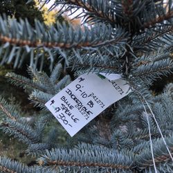 Hidden Springs Tree Farm - $300? Maybe next time. It was a beautiful tree for sure.