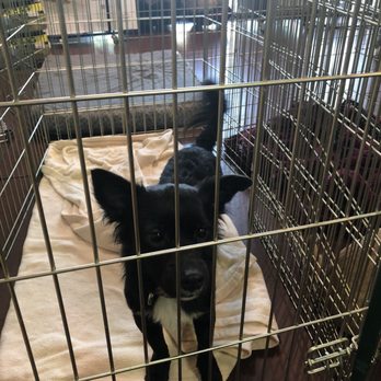Bogarts Bone Appetit - Pet adoptions on Saturday's - Pet Groomers Near Me - Las Vegas, Nevada