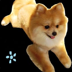 The Ruff Spot Pet Grooming & Market