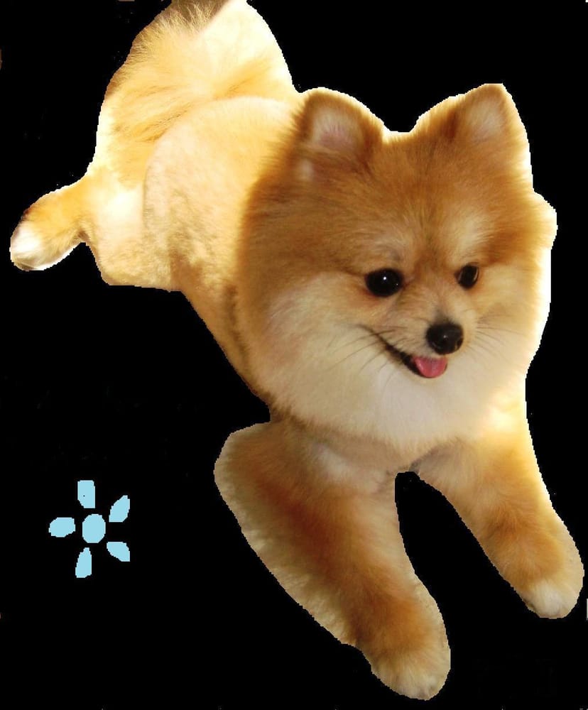 The Ruff Spot Pet Grooming & Market Image