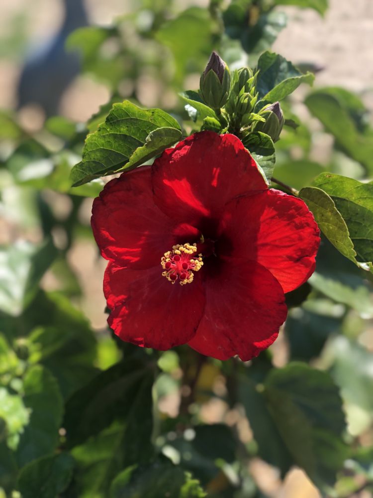 Springlook Farm Garden Center, Nursery, Florist - beekeeping in Derry, NH