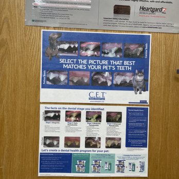 All Creatures Veterinary Clinic & Lodge - Facts about pet dental health. - Veterinarians Near Me - Rittman, Ohio All Creatures Veterinary Clinic & Lodge - Facts about pet dental health. - Veterinarians Near Me - Rittman, Ohio