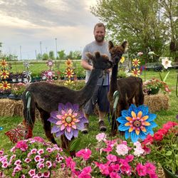 Prairie Moon Farm - John with Buttercup and Caramel (alpacas)