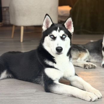 The Pawfect Pals - Pet Boarding Near Me The Pawfect Pals - Pet Boarding Near Me