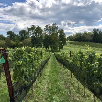 Vino 301 Wine Concierge - Acres and acres of vineyard at Dodon in Davidsonville, MD - Wine Tours Near Me Vino 301 Wine Concierge - Acres and acres of vineyard at Dodon in Davidsonville, MD - Wine Tours Near Me