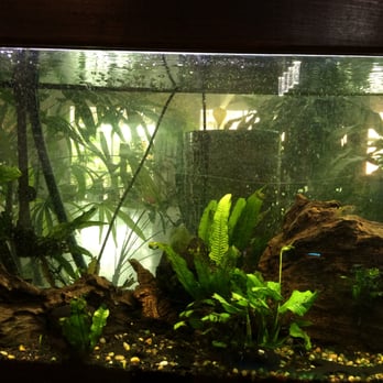 Tran Vitality Essentials - Life at TVE through the fish tank - Tai Chi Near Me - Richardson, Texas Tran Vitality Essentials - Life at TVE through the fish tank - Tai Chi Near Me - Richardson, Texas