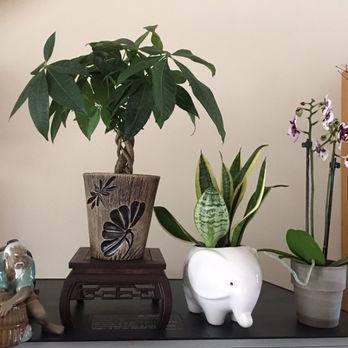 Elemental Nursery - Money Tree in a handmade designer pot. - Nurseries & Gardening Near Me - Kissimmee, Florida Elemental Nursery - Money Tree in a handmade designer pot. - Nurseries & Gardening Near Me - Kissimmee, Florida