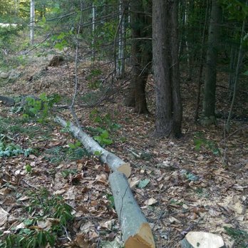 Lucas Tree Experts - After Lucas Tree - Pest Control Near Me - Portland, Maine
