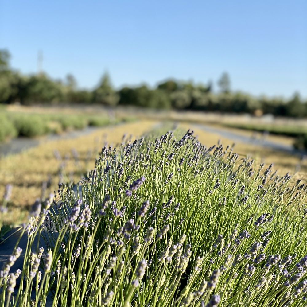 MoonBeam Farm - Lavender just starting to bloom - Pick Your Own Farms Near Me - Corning, California MoonBeam Farm - Lavender just starting to bloom - Pick Your Own Farms Near Me - Corning, California