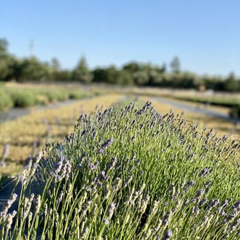MoonBeam Farm - Lavender just starting to bloom - Pick Your Own Farms Near Me - Corning, California MoonBeam Farm - Lavender just starting to bloom - Pick Your Own Farms Near Me - Corning, California