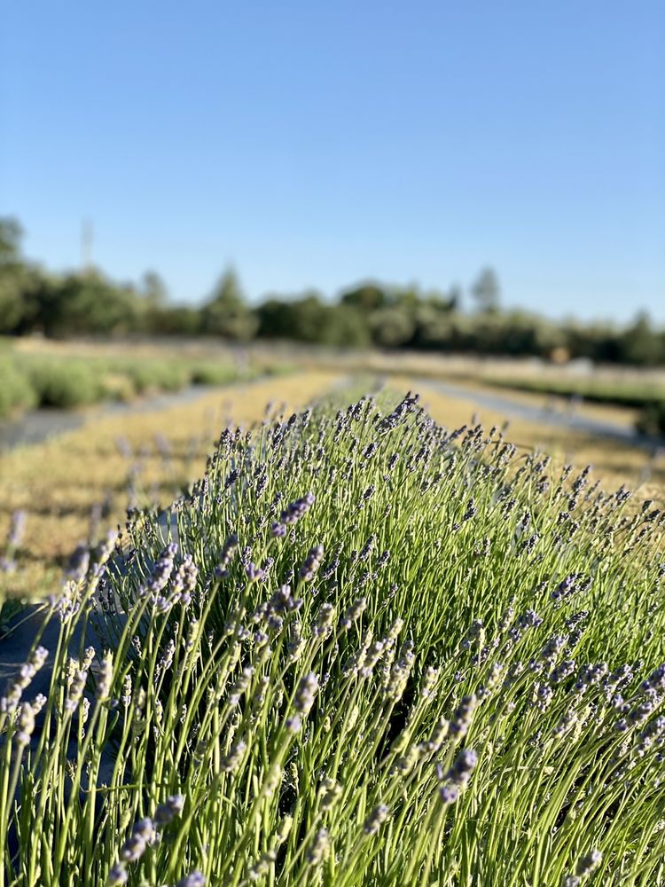 MOONBEAM FARM Updated August 2024 32 Photos & 14 Reviews 3911