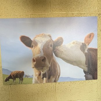 The Caffeinated Cow - a painting of friendly Hereford cattle - Coffee & Tea Near Me - Rector, Arkansas