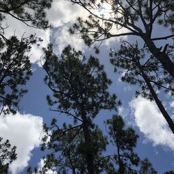 Saw Palmetto Natural Area