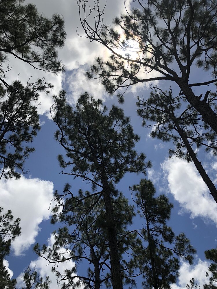 SAW PALMETTO NATURAL AREA Updated September 2024 22 Photos 7097