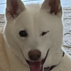 Earth Pets Natural Pet Market Jacksonville - One very happy Shiba Inu after having her goat milk and dog bakery treat from Earth pets natural pet market!
