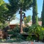 North Ridge Tree Service