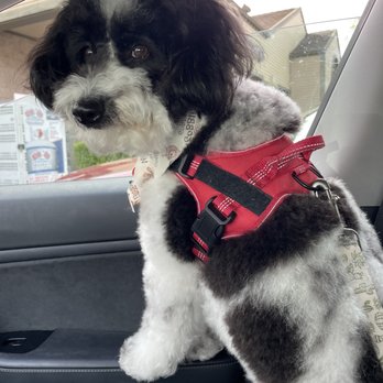 Pyrenees Pets - BTD - Pet Groomers Near Me - Danville, California