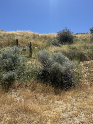 Brush clean up - We did an amazing cleanup and removal of these bushes and hauled them all away for the customer.