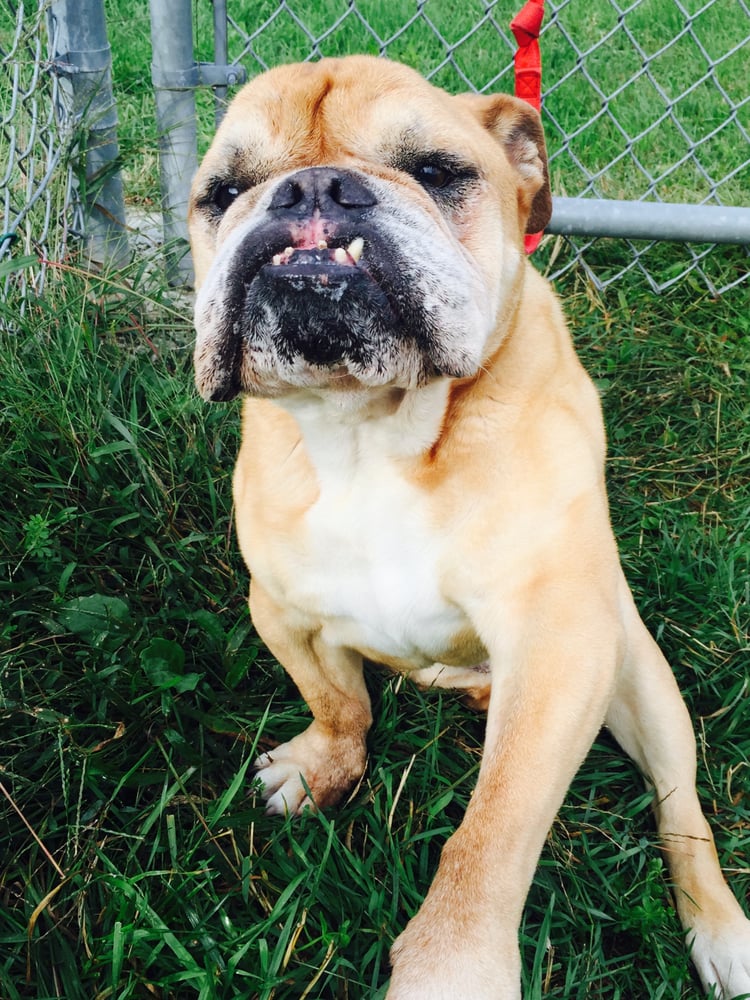 FOX RUN KENNEL & GROOMING PARLOR Updated September 2024 491 Walnut