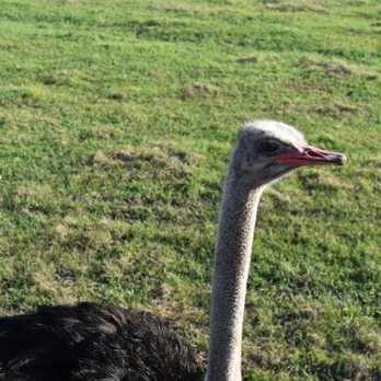 Safari Wilderness Ranch - Tours Near Me - Lakeland, Florida Safari Wilderness Ranch - Tours Near Me - Lakeland, Florida
