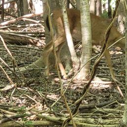 Deer Deer