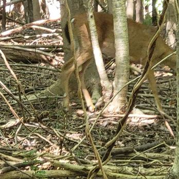 Noland Trail - Deer - Hiking Near Me - Newport News, Virginia Noland Trail - Deer - Hiking Near Me - Newport News, Virginia