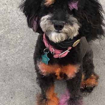 River Dog Grooming - Pet Groomers Near Me River Dog Grooming - Pet Groomers Near Me