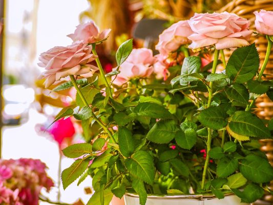 Latin Quarter by null