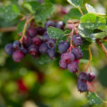 Field Stone Fruit Wines - Photo - Wineries Near Me - Strathmore, Alberta