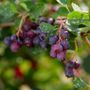 Photo of Field Stone Fruit Wines