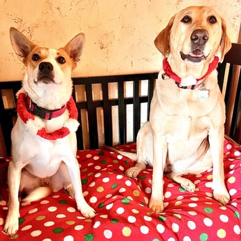 Canyon Critters Petsiting and Boarding - Christmas with the Daycare Pack! - Pet Sitting Near Me Canyon Critters Petsiting and Boarding - Christmas with the Daycare Pack! - Pet Sitting Near Me