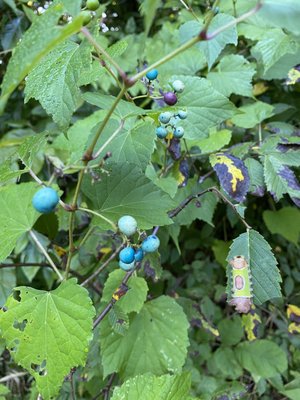 Cherokee Park by null