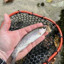 The Smoky Mountain Angler