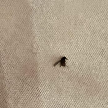 The Vineyard Rose Restaurant - Bug from Jack n Coke - New American Near Me - Temecula, California The Vineyard Rose Restaurant - Bug from Jack n Coke - New American Near Me - Temecula, California