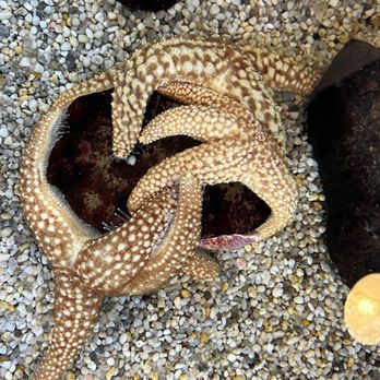 Ocean Institute - Sea stars - Venues & Event Spaces Near Me - Dana Point, California