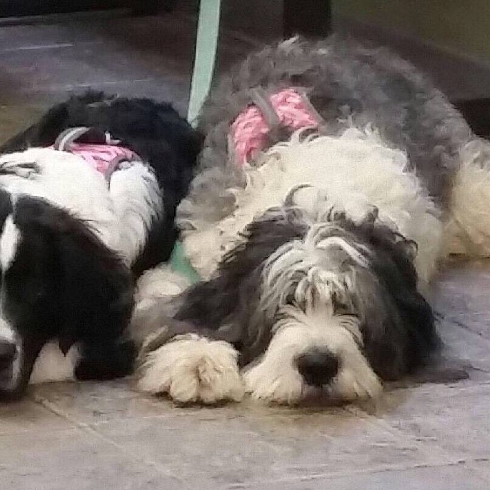 Fork Union Animal Clinic - "The girls" patiently waiting to be seen. - Veterinarians Near Me - Fork Union, Virginia Fork Union Animal Clinic - "The girls" patiently waiting to be seen. - Veterinarians Near Me - Fork Union, Virginia