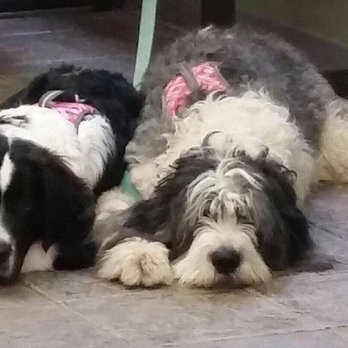 Fork Union Animal Clinic - "The girls" patiently waiting to be seen. - Veterinarians Near Me - Fork Union, Virginia