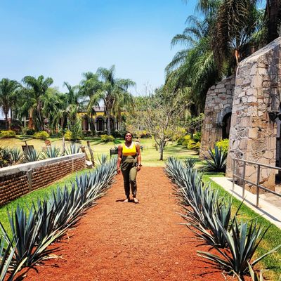 The Agave Experience by null