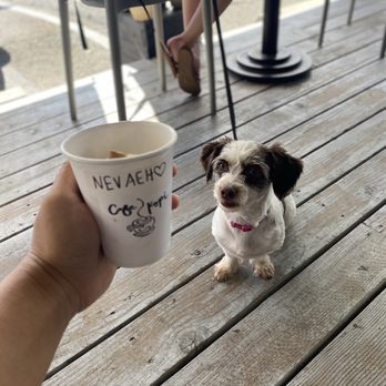 Cafe Kopi - My fur baby gazing lovingly at the puppiccino! - Coffee & Tea Near Me - Kailua, Hawaii Cafe Kopi - My fur baby gazing lovingly at the puppiccino! - Coffee & Tea Near Me - Kailua, Hawaii