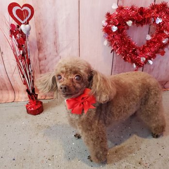 D'tails Dog Grooming - Ruby. a toy poodle - Pet Groomers Near Me - Brunswick, Maine D'tails Dog Grooming - Ruby. a toy poodle - Pet Groomers Near Me - Brunswick, Maine