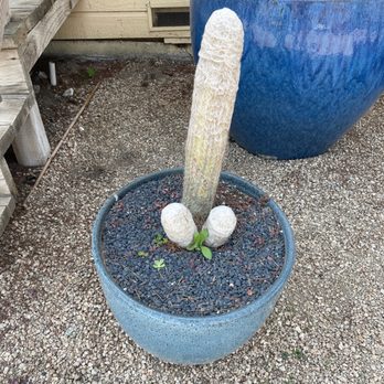 Succulent Gardens - Nurseries & Gardening Near Me - Castroville, California