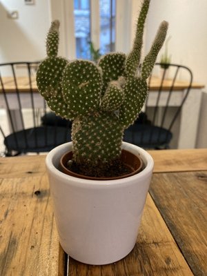 Morning Glory Café by null