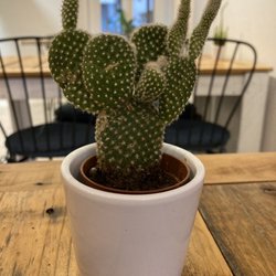 Morning Glory Café - Inside