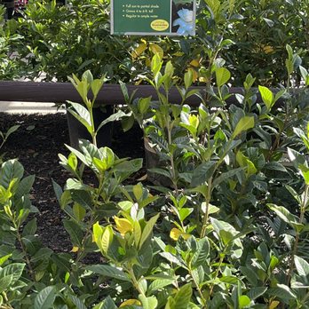Armstrong Garden Centers - Aug gardenias, sweet smelling12/2023 - Nurseries & Gardening Near Me - El Cajon, California