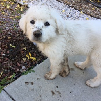 Pet Spaw - Before: after a long day of diggin holes - Pet Groomers Near Me - Glendora, California Pet Spaw - Before: after a long day of diggin holes - Pet Groomers Near Me - Glendora, California