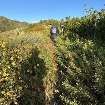 Camp Cherry Valley - Trail is a bit overgrown from all the recent rain - Summer Camps Near Me - Avalon, California