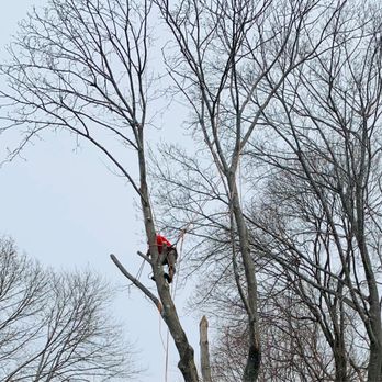 Dibona Landscaping - a man on a tree - Landscaping Near Me - Quincy, Massachusetts