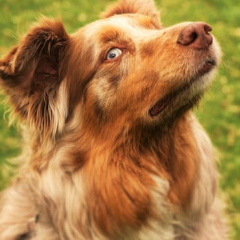 Portrayou Photography - Neva - Australian Shepherd - Session Photography Near Me